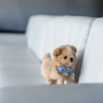 cățeluși Maltipoo România – https://tinytreasuresteacups.